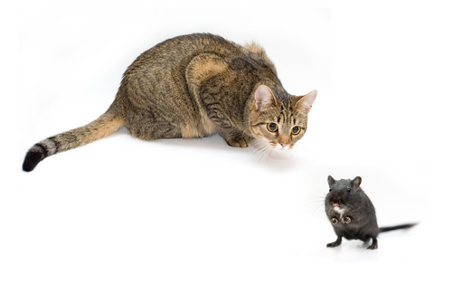 kat en muis gevaar muizen in huis